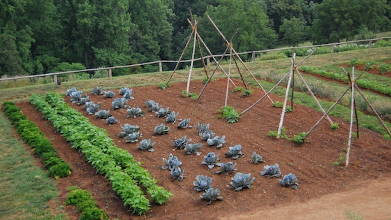 Vegetable garden